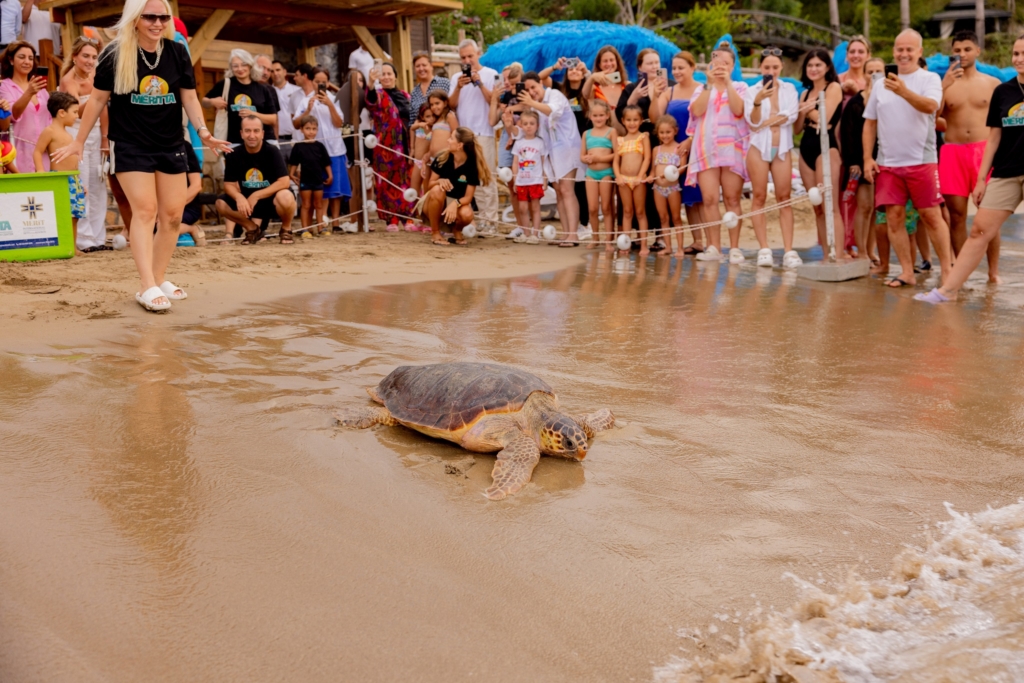 Центр MERİTTA провёл четвёртую мастерскую по реабилитации черепах